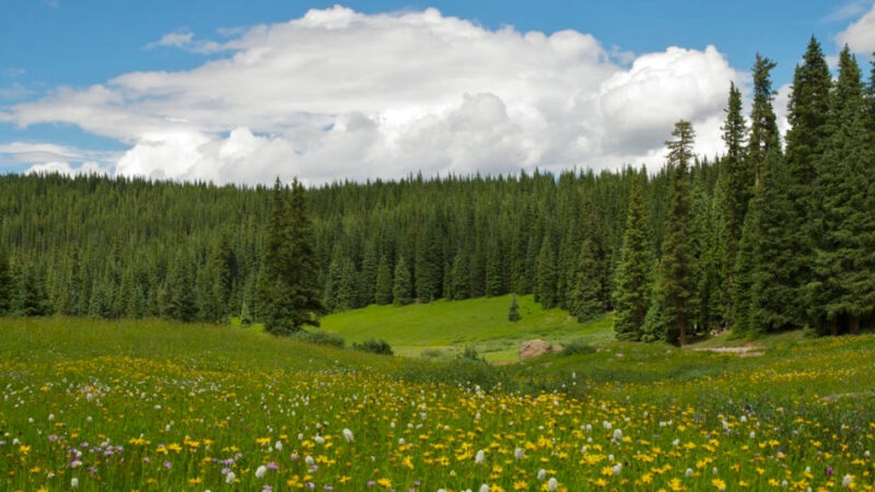 La conservazione della biodiversità: la tutela degli ecosistemi e la responsabilità dell’umanità