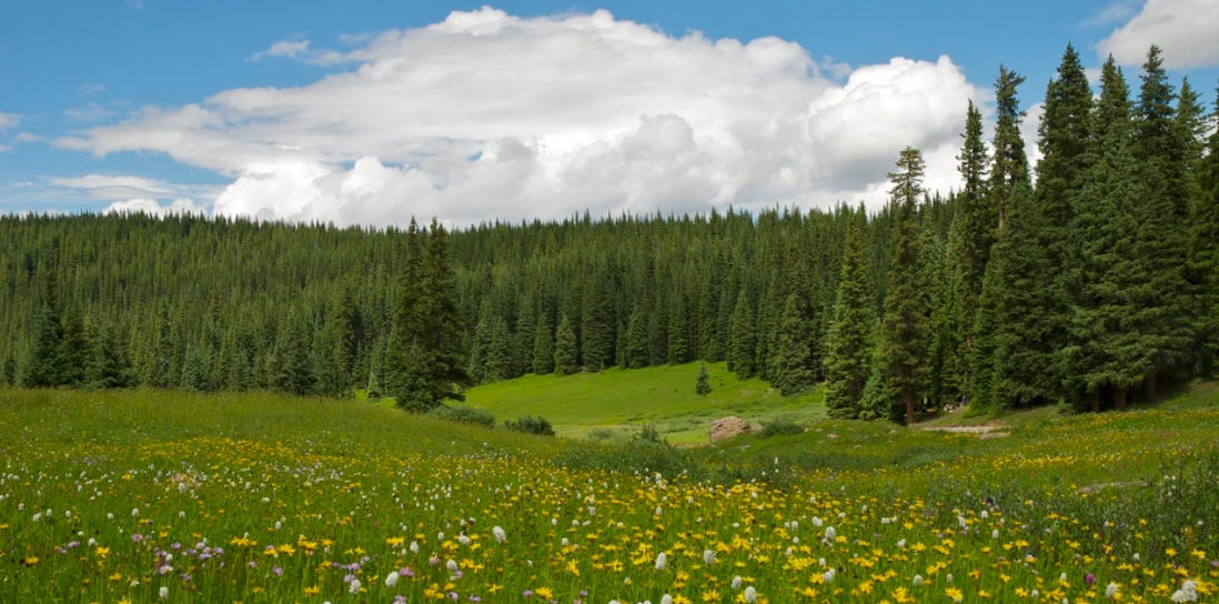 La conservazione della biodiversità: la tutela degli ecosistemi e la responsabilità dell’umanità