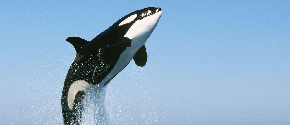 Orche assassine: un insolito predatore nei mari del Sud Africa