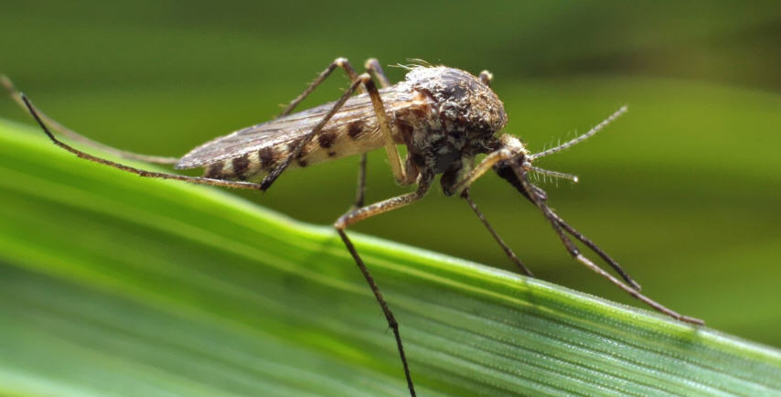 Le zanzare sono selettive: ecco i criteri di scelta delle loro prede secondo un nuovo studio