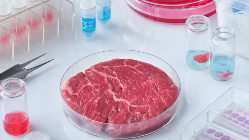 Carne coltivata: la sfida per produrre carne senza uccidere gli animali