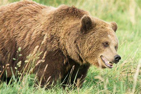 La famiglia di Andrea Papi denuncerà la Provincia e lo Stato per la reintroduzione degli orsi in Trentino