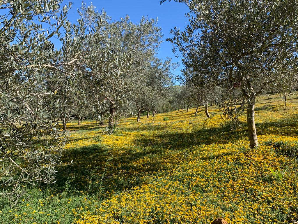 Per la giornata mondiale della biodiversità cancelli aperti a Villa Zagaria