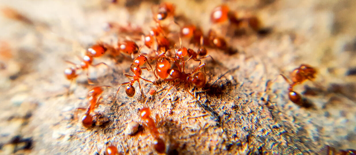 La formica di fuoco invade la Sicilia: un allarme per l’ecosistema e la salute umana