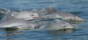 delfini scaled