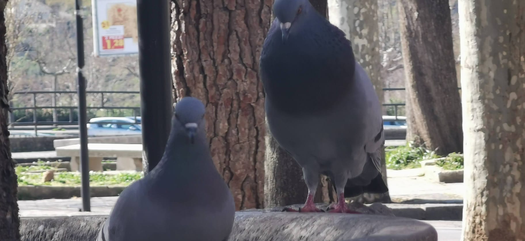 Piazza Armerina  – Nuova ordinanza del sindaco contro la proliferazione dei piccioni