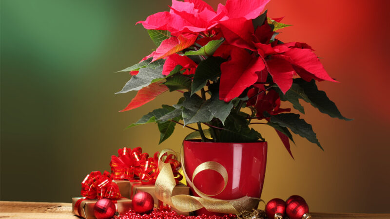 Stelle di Natale: cura e significato di una pianta simbolo delle festività natalizie