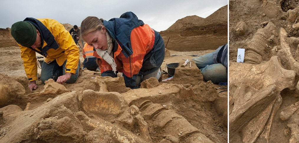 Sorprendente ritrovamento di una zanna di mammut perfettamente conservata