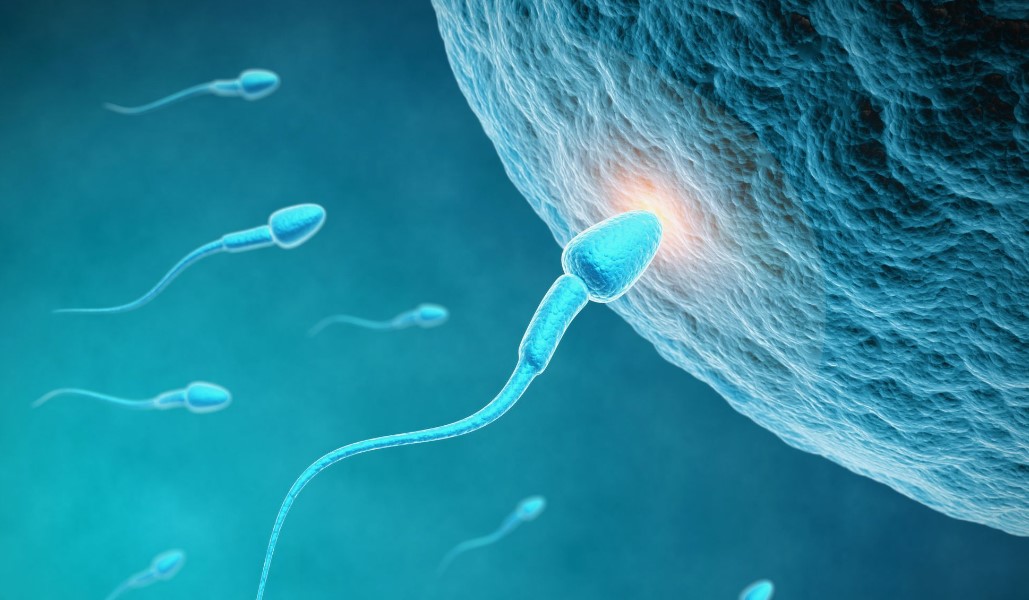 Nuovi studi sulla riproduzione umana: la sorprendente cooperazione degli spermatozoi