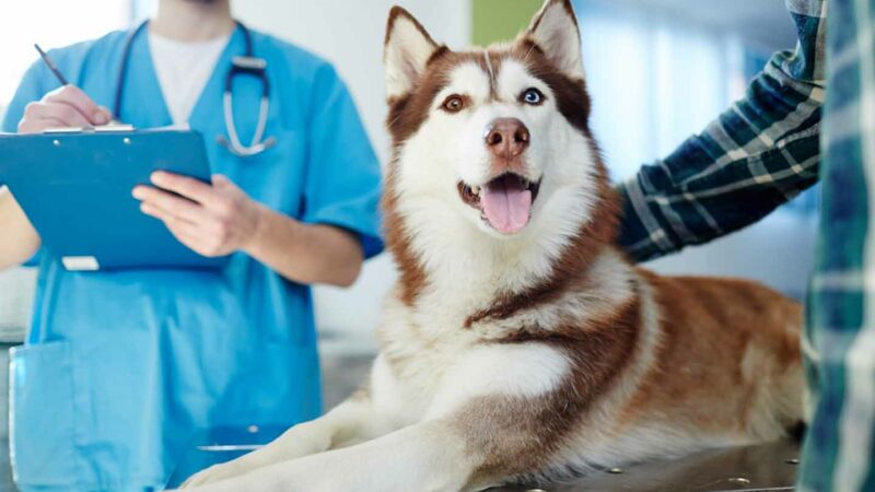 Sei veterinari stabilizzati presso l’ASP di Enna