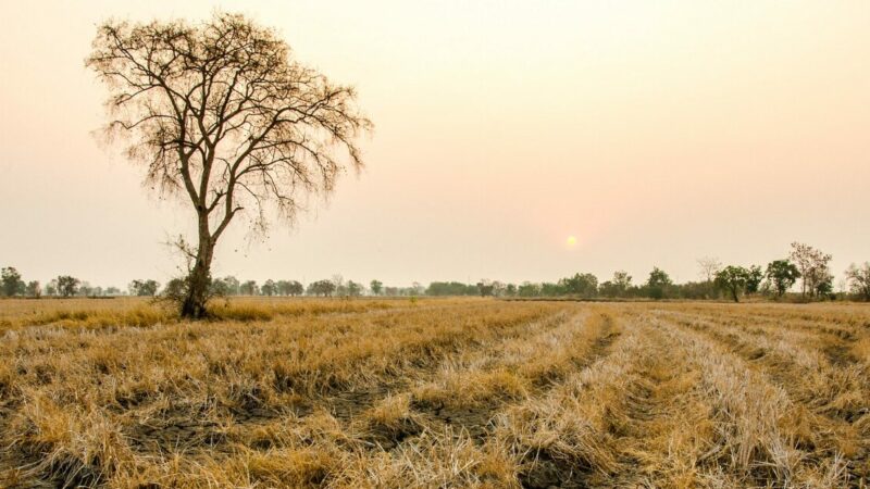 Crisi idrica e agricoltura. Commissione ARS approva aiuti per oltre 37 milioni di euro