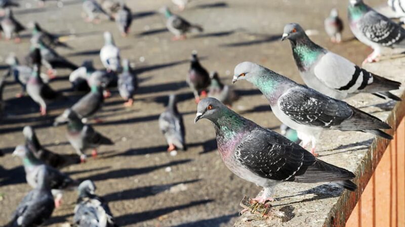 Piazza Armerina – Il problema del guano delle colombe rischia di diventare emergenza sanitaria. La testimonianza di una nostra lettrice.