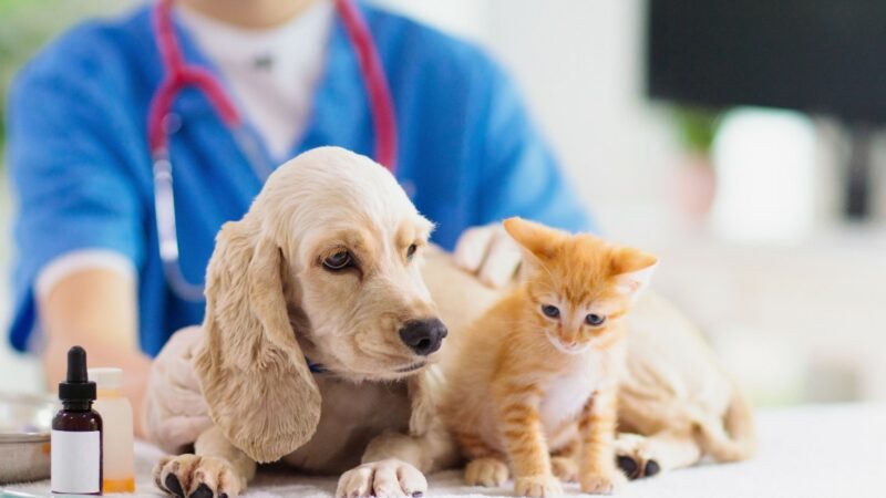 ASP Enna. Le attività della Clinica Veterinaria Pubblica