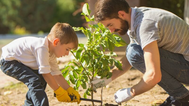 Piazza Armerina – La Lega: un albero per ogni neonato. Si rispetti il regolamento comunale