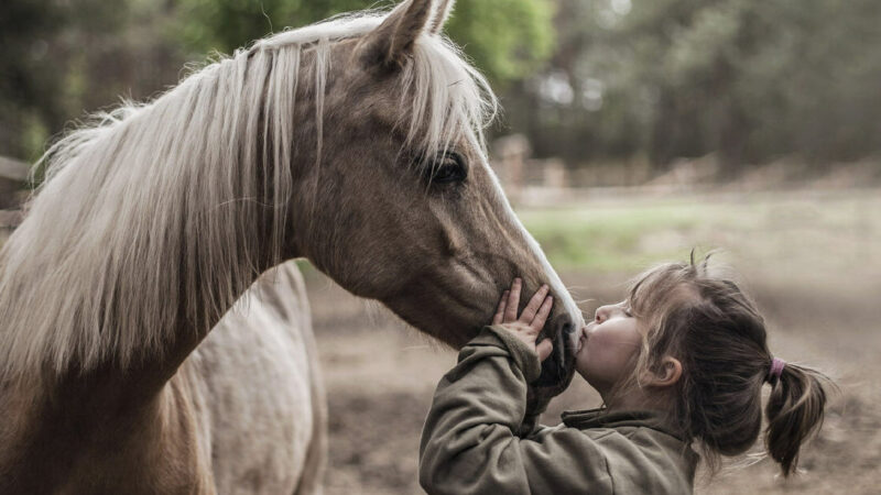 Grande successo per l’edizione 2024 della giornata del cavallo e del bambino