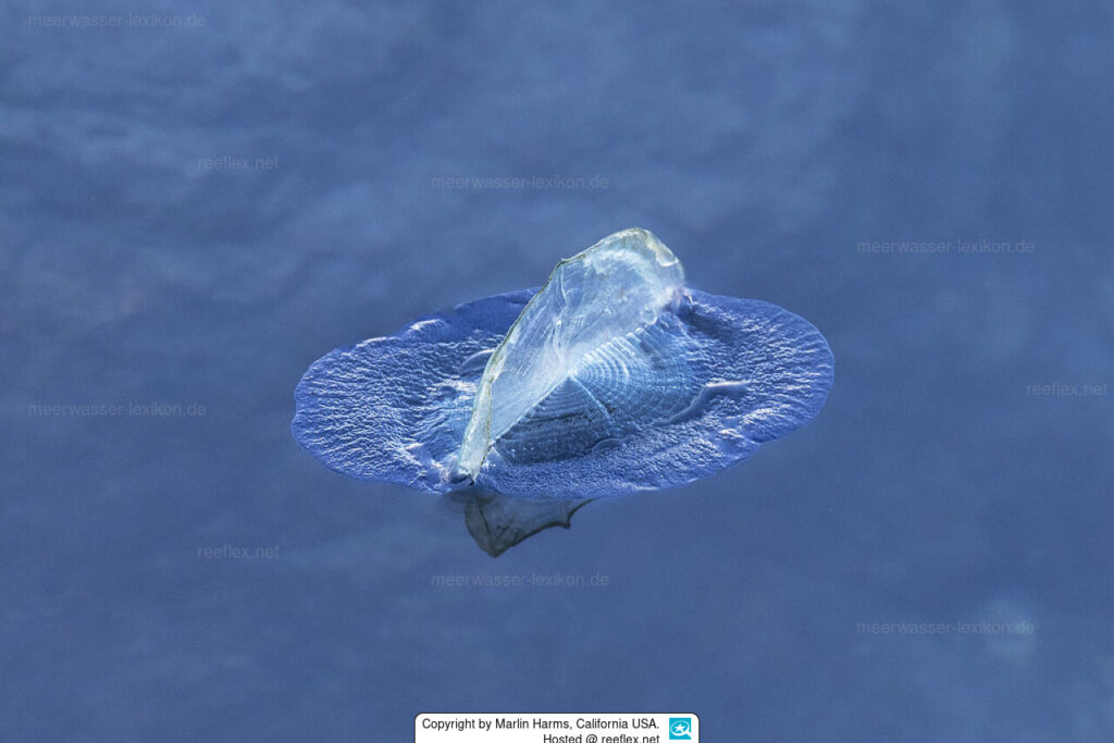 velella