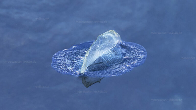 Allarme Mediterraneo: Milioni di meduse “vela” invadono le spiagge a causa del riscaldamento globale