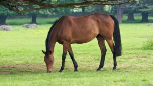 cavallo