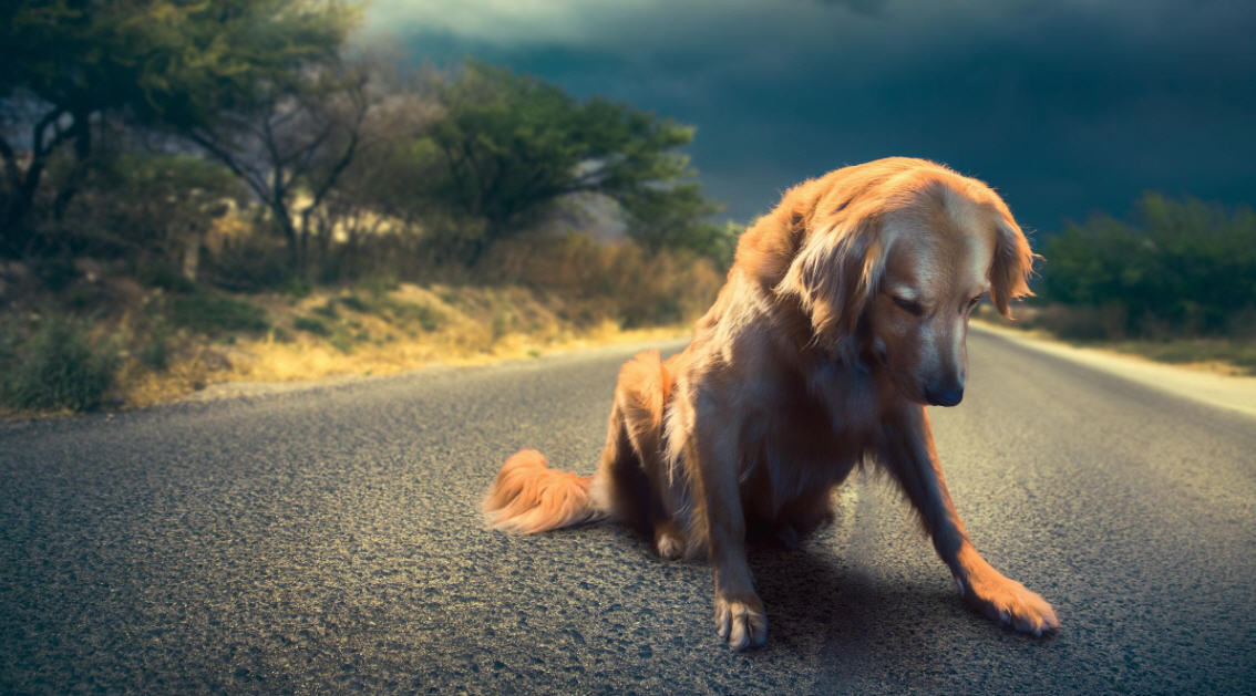 Campagna contro l’abbandono degli animali, online il nuovo spot della Polizia di Stato