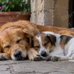 Enna approva il nuovo regolamento per gli animali d’affezione: arriva il garante e stop alle catene
